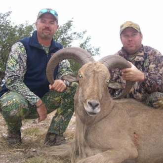 31" Aoudad